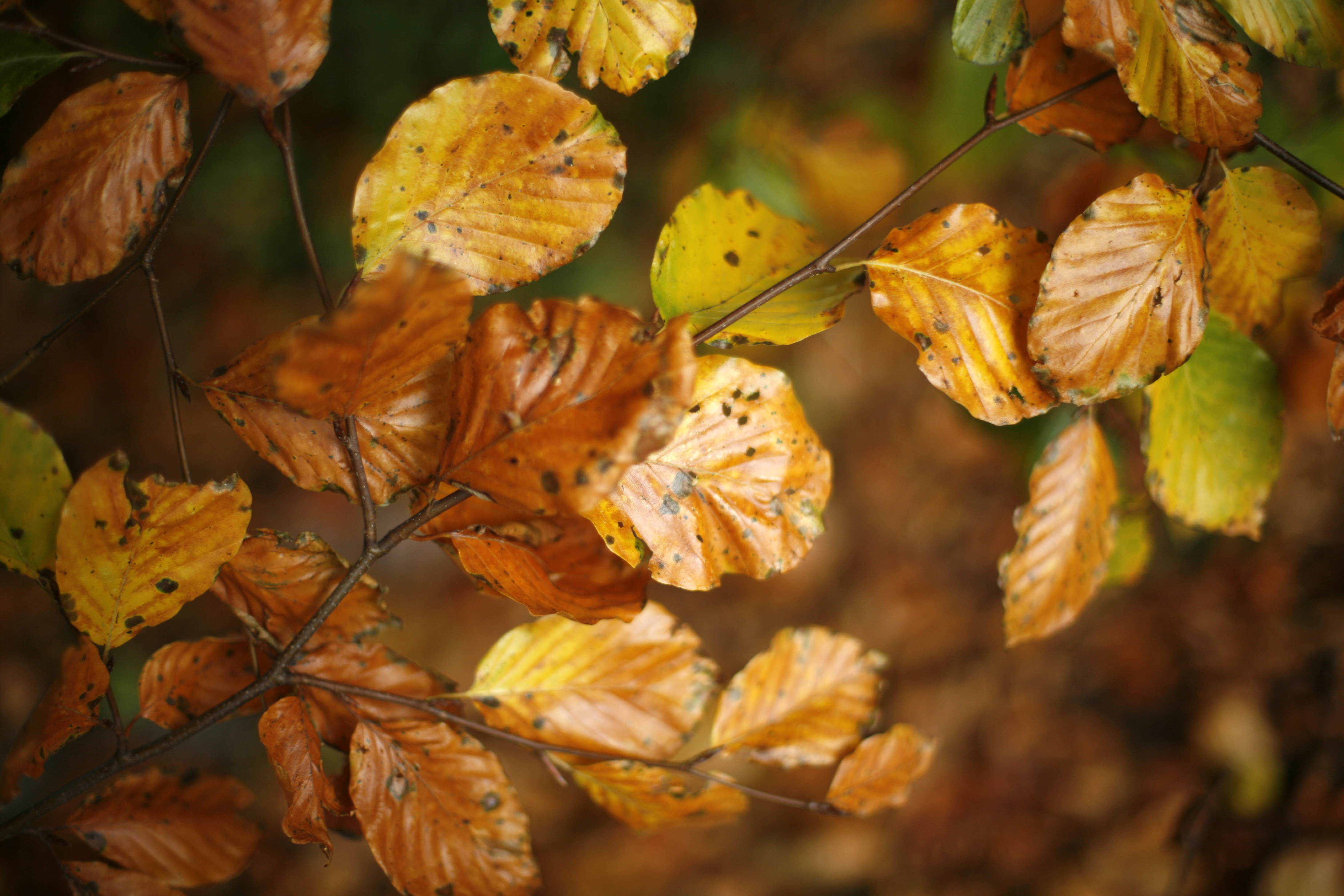 Efterårsblade på gren